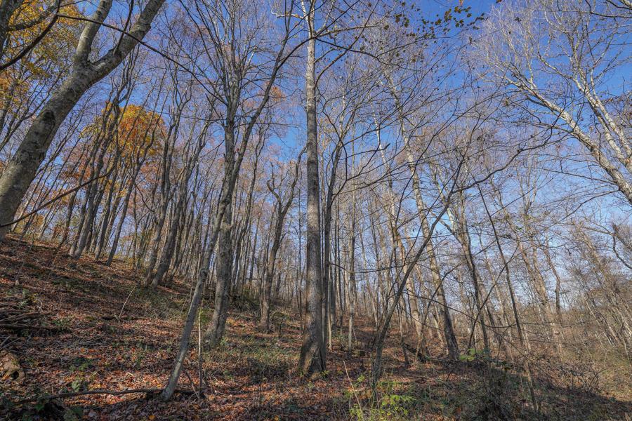 0 Millfield Road Millfield, OH 45761 - Photo 20 of 45 Gallery Image 20