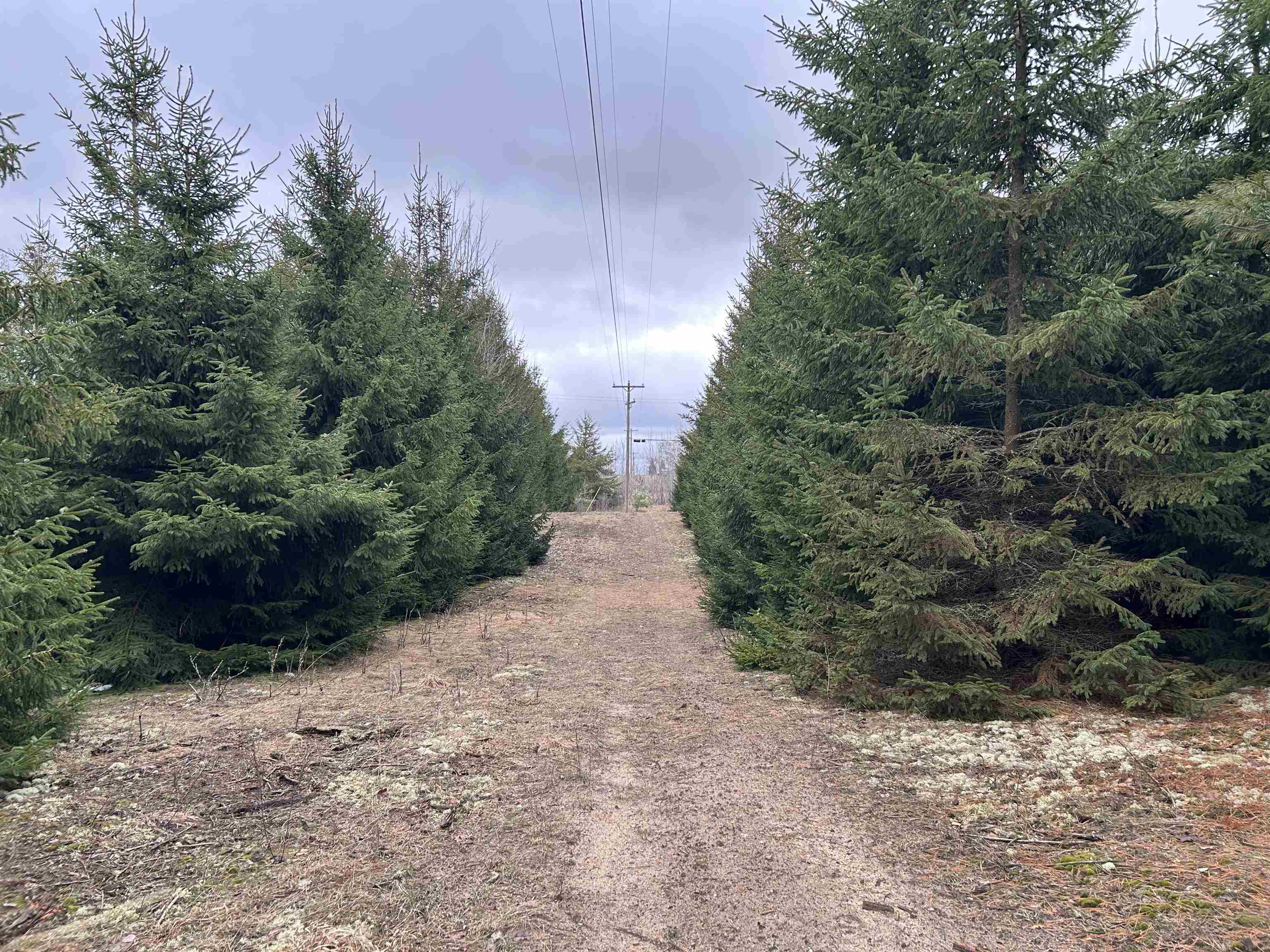 0 West Geers Road McBain, MI 49657 - Photo 3 of 5
