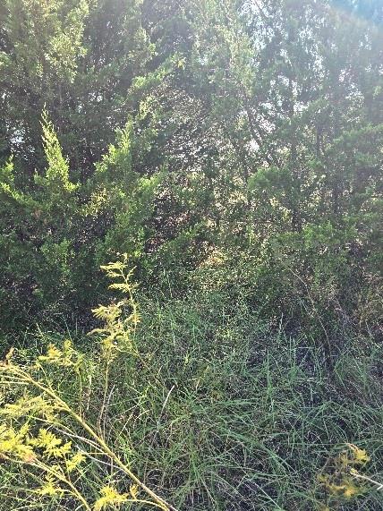 3694 County Road 1103 Celeste, TX 75423 - Photo 2 of 7 View of local wilderness