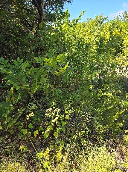 3694 County Road 1103 Celeste, TX 75423 - Photo 6 of 7 View of nature featuring a wooded view