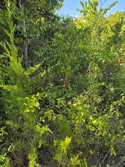 3694 County Road 1103 Celeste, TX 75423 - Photo 7 of 7 View of landscape