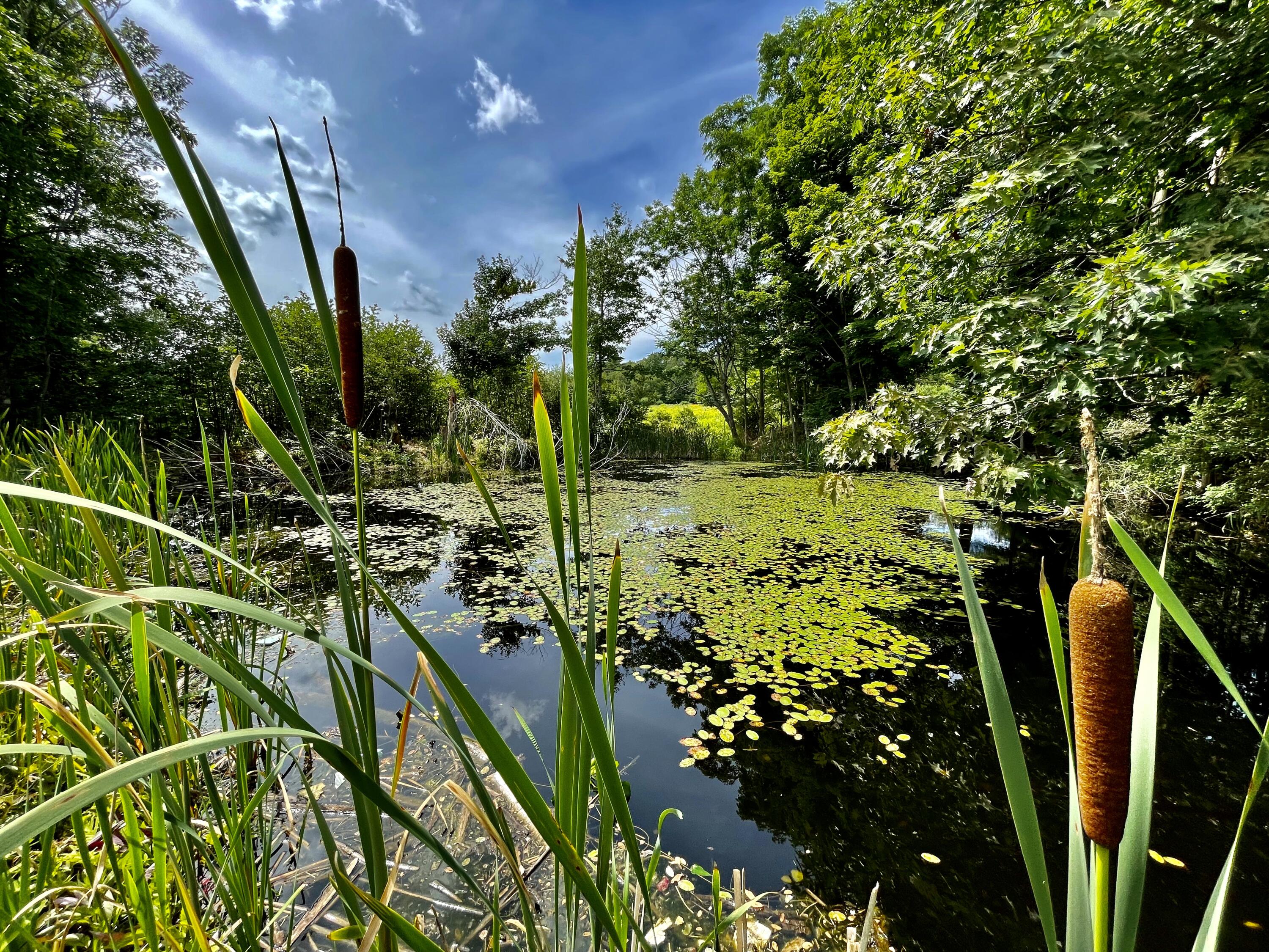 83 Chicopee Road Standish, ME 04084 - Photo 33 of 44 Pond summer