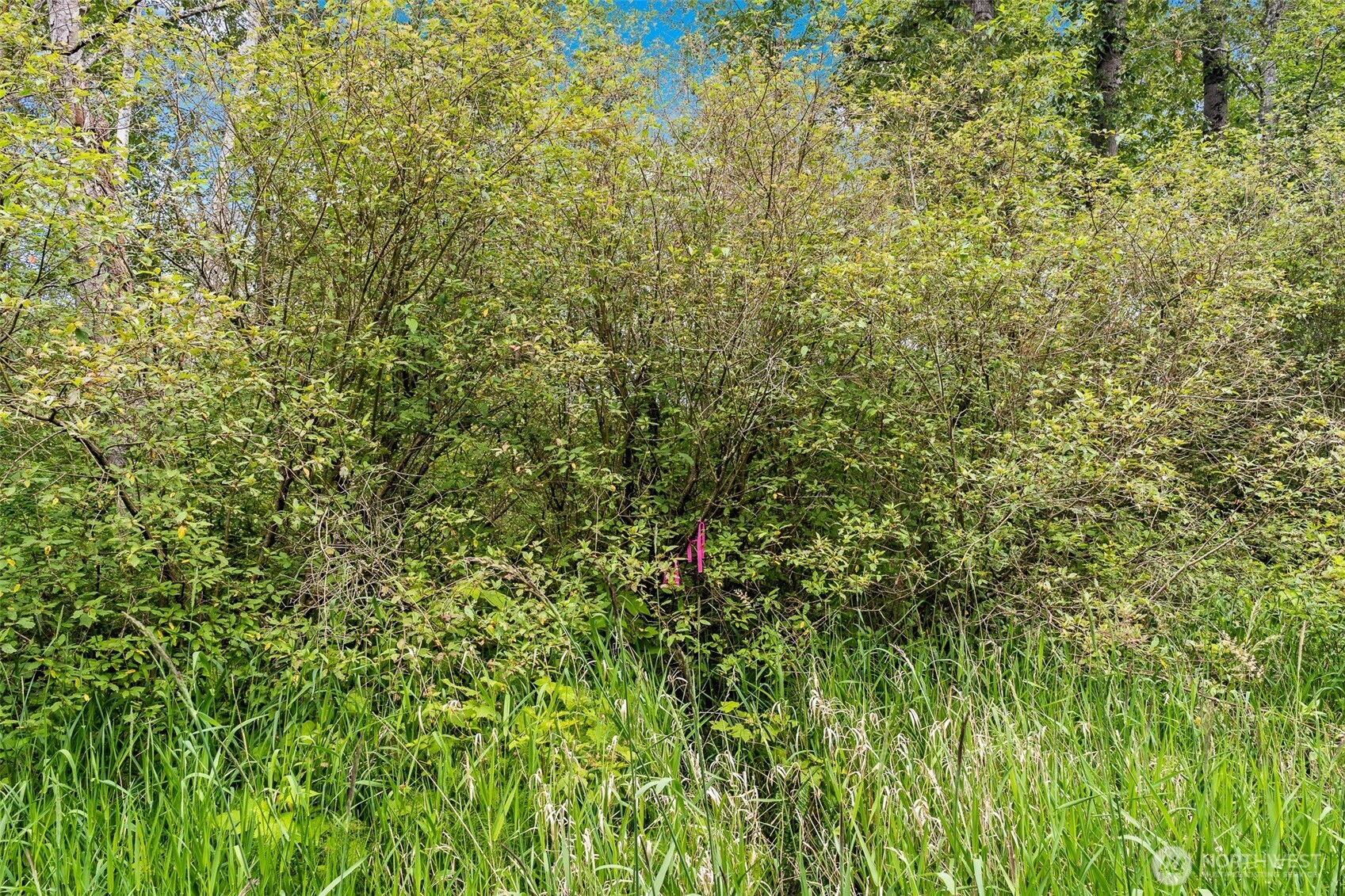 0 Haxton Way Bellingham, WA 98226 - Photo 14 of 15 a view of a lush green field