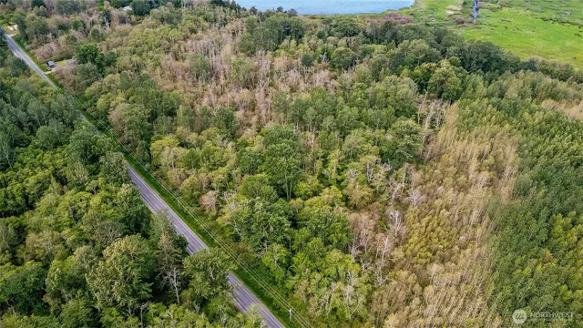 a view of a forest with a lush green forest