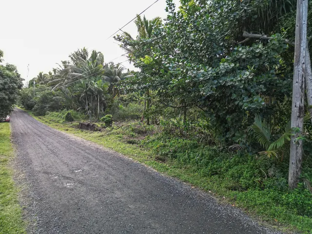 a view of a field with plants and trees in the background