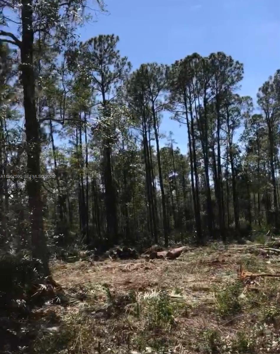 216 Marie Avenue Georgetown, FL 32139 - Photo 7 of 7 a view of outdoor space with trees