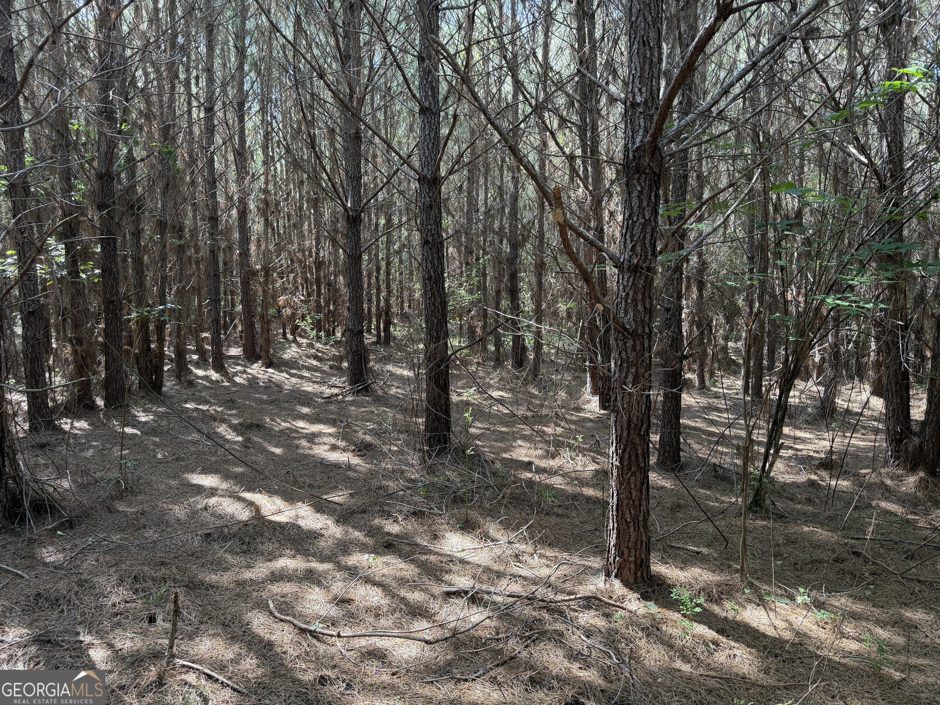 0 Noles Road Franklin, GA 30217 - Photo 20 of 21 a view of outdoor space with lots of trees