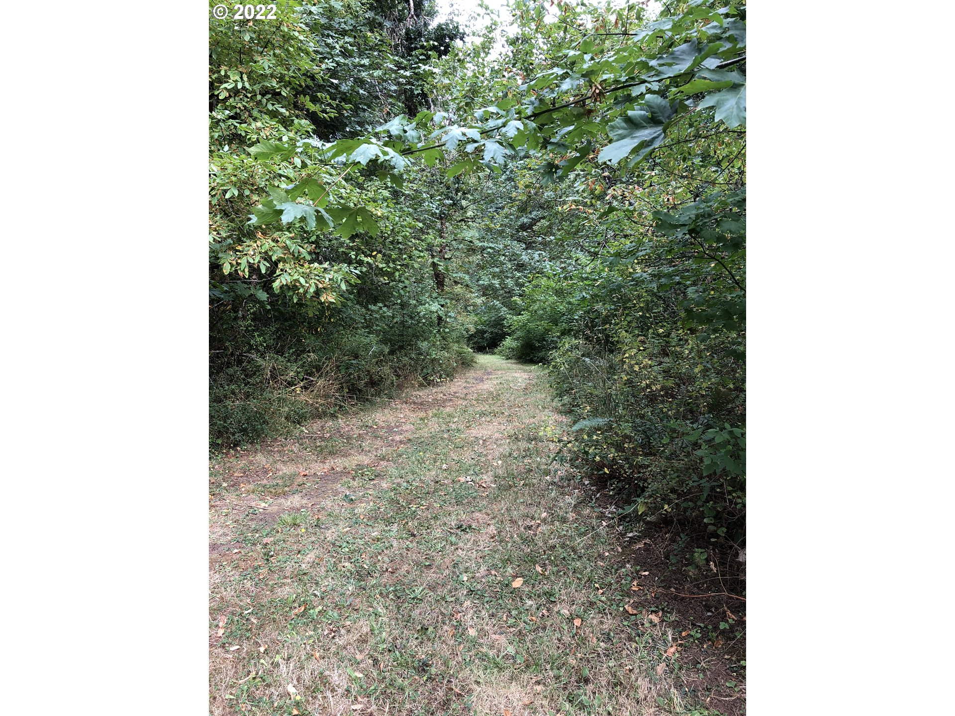 22395 Gooseneck Road Sheridan, OR 97378 - Photo 27 of 32 a view of a forest that has a tree