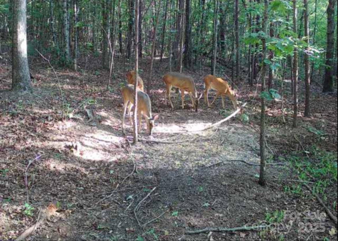 V/l Southern Way Nebo, NC 28761 - Photo 3 of 30 a view of a park