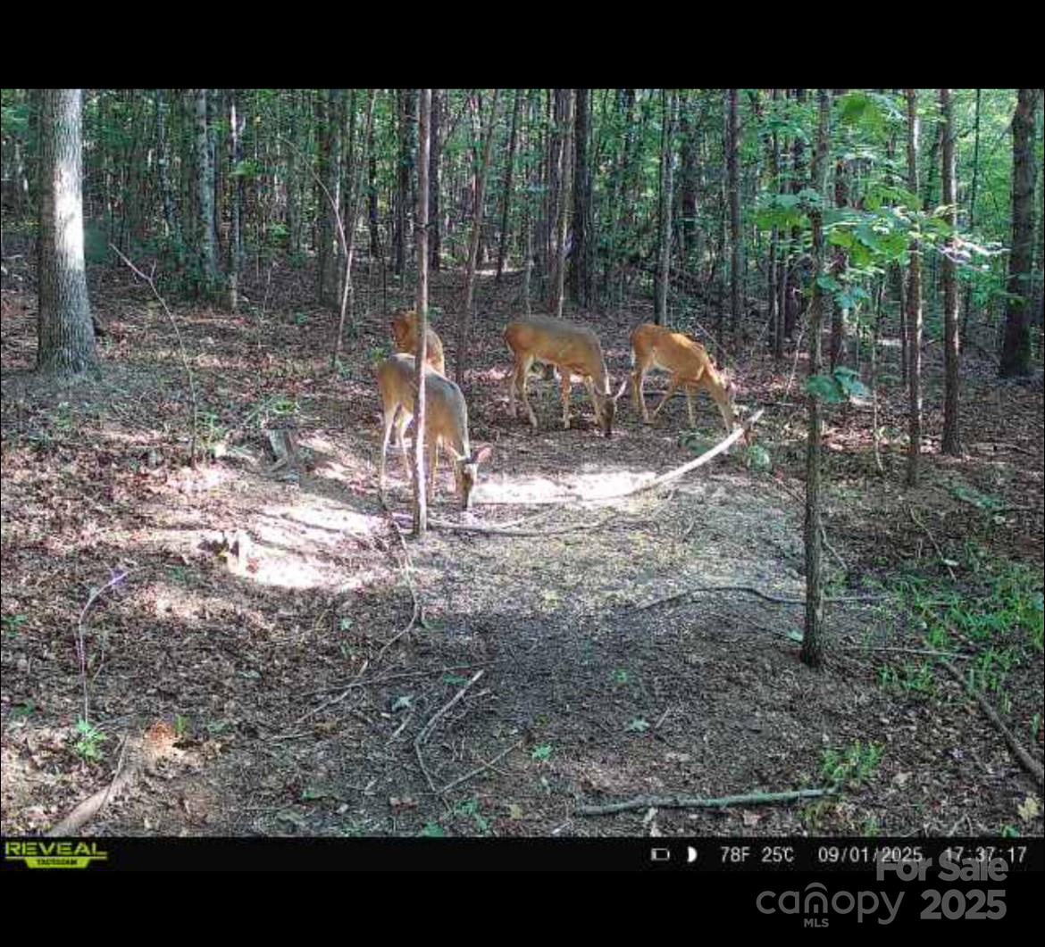 V/l Southern Way Nebo, NC 28761 - Photo 5 of 30 a view of a small yard