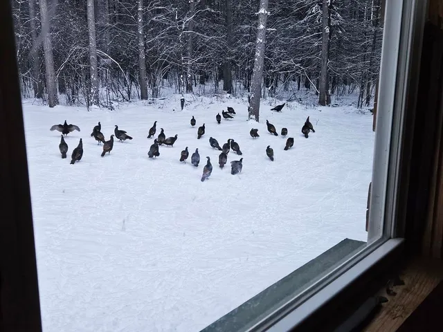 $349,900 | 6564 Lambert Lane, Laona, WI 54541