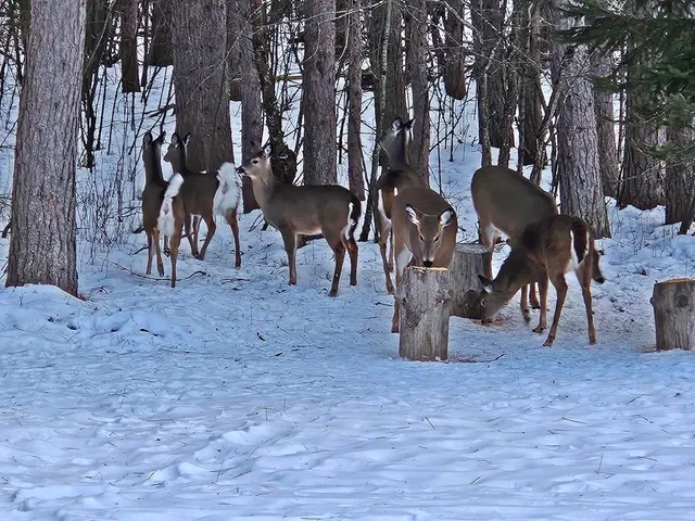 $349,900 | 6564 Lambert Lane, Laona, WI 54541