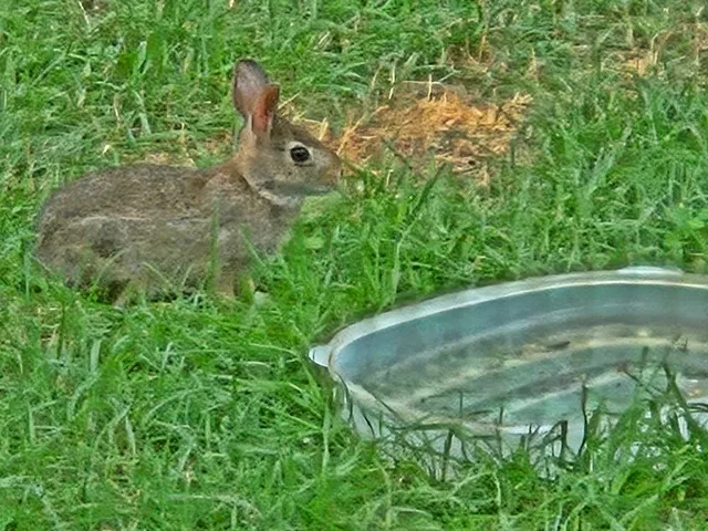 $349,900 | 6564 Lambert Lane, Laona, WI 54541