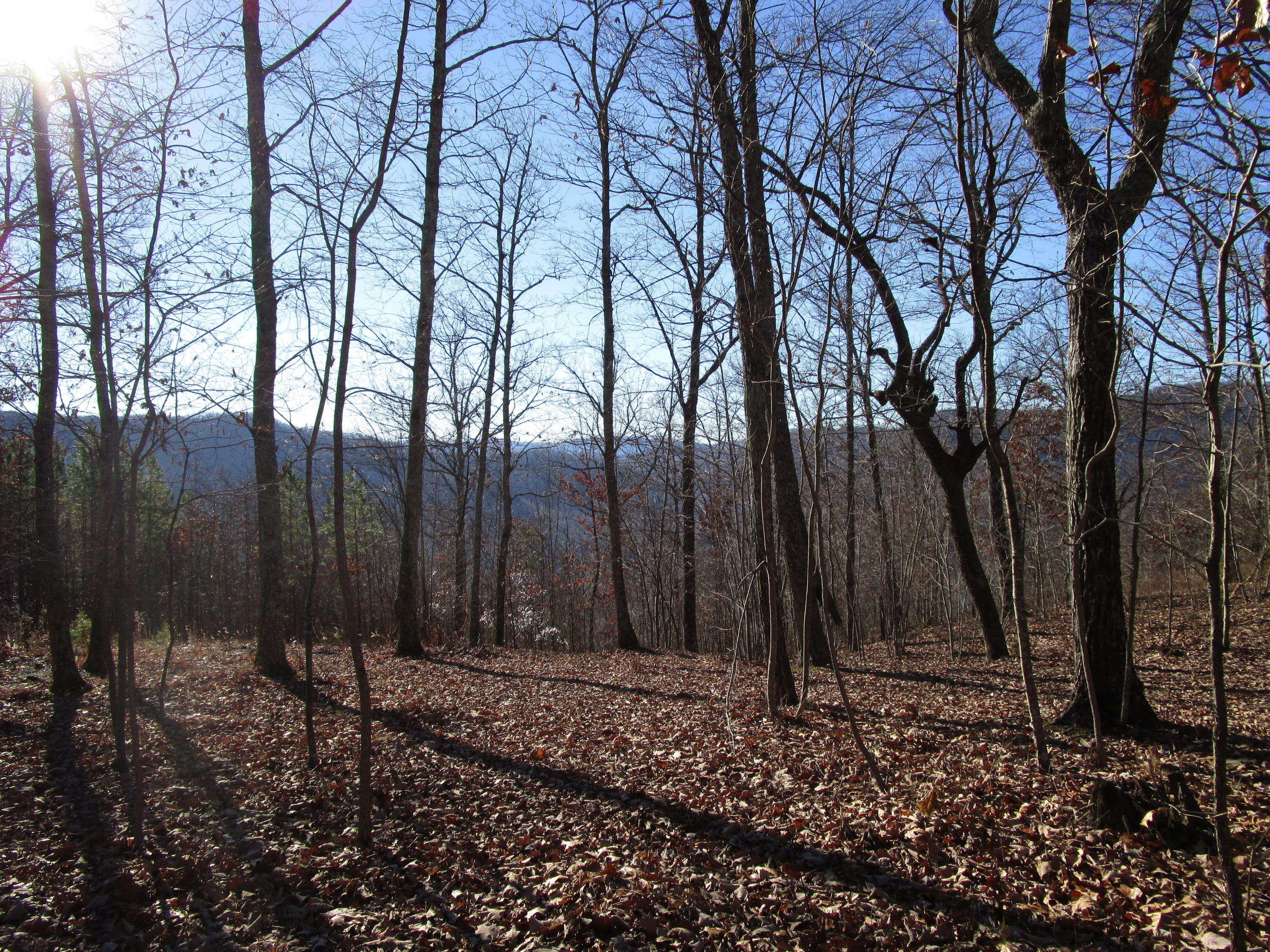 453 Racoon Lane Pioneer, TN 37847 - Photo 31 of 36 IMG_2359