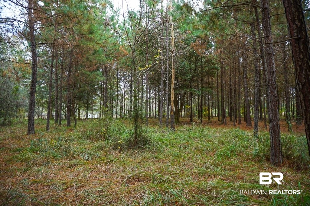 0 Smith Young Road Mobile, AL 36695 - Photo 8 of 8 View of tree filled area