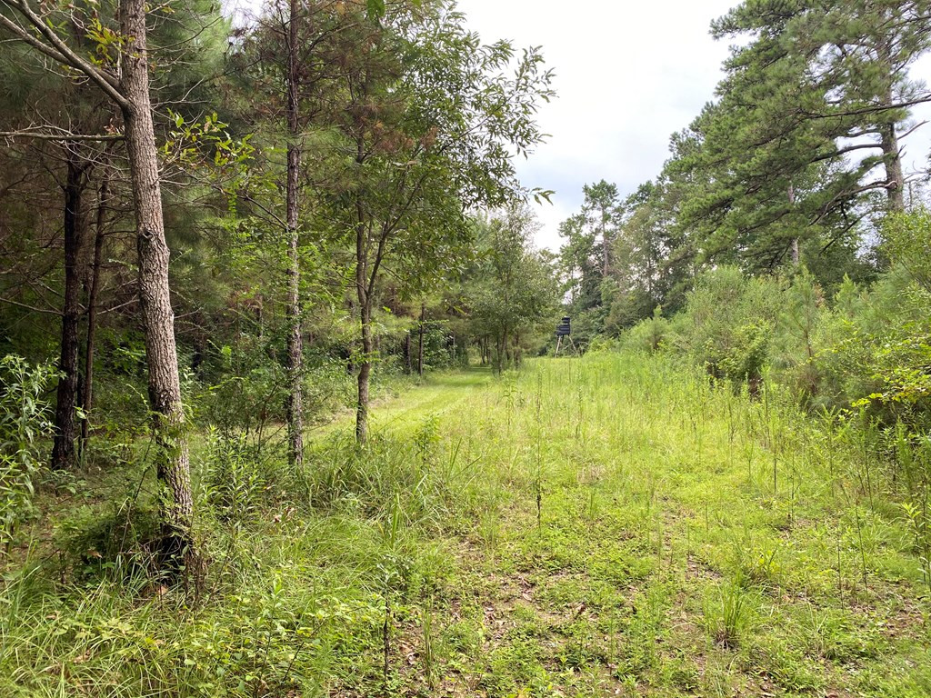 Tbd Charlie Magee Road Tylertown, MS 39667 - Photo 12 of 34 Photo 12