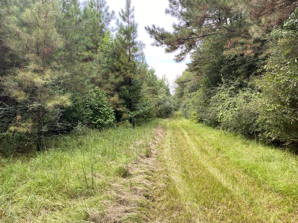 Tbd Charlie Magee Road Tylertown, MS 39667 - Photo 2 of 34 Photo 2