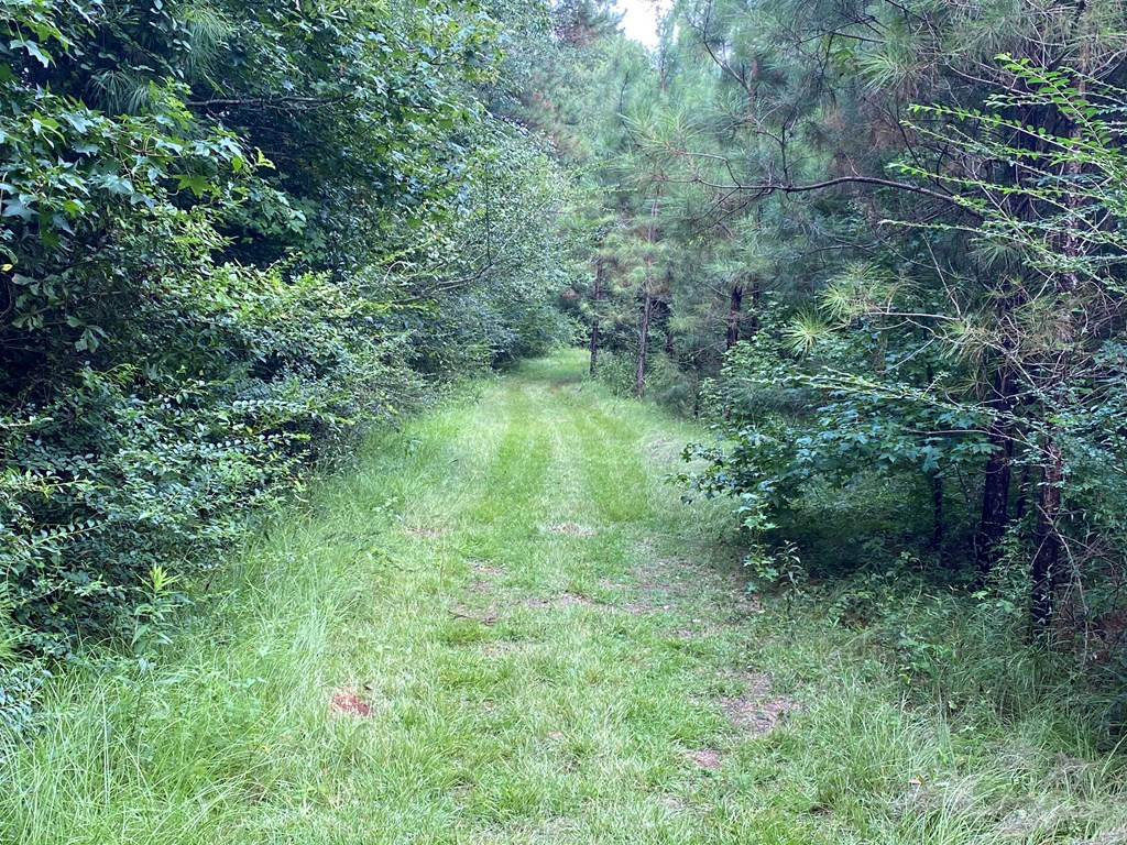 Tbd Charlie Magee Road Tylertown, MS 39667 - Photo 3 of 34 Photo 3