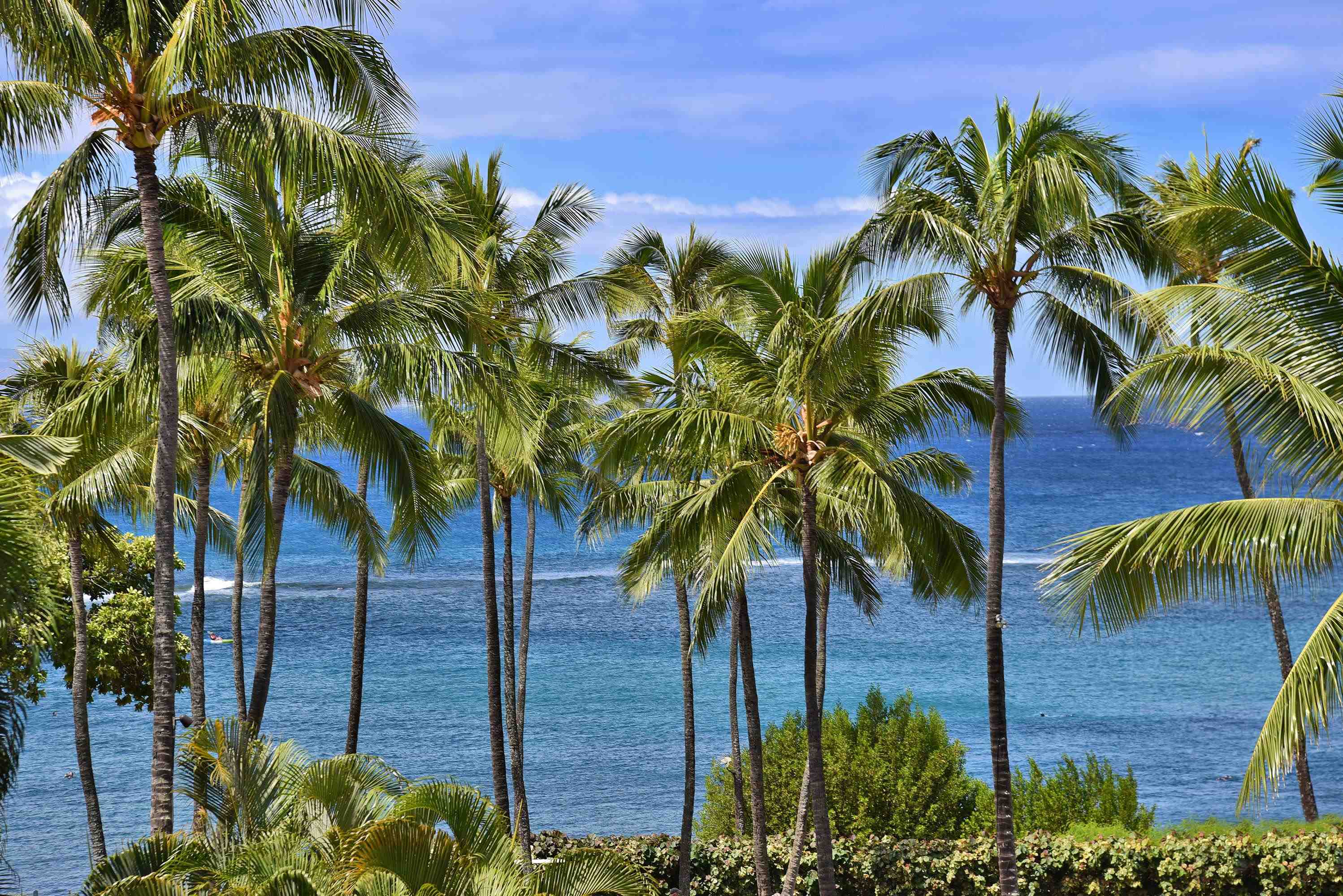 1 Bay Drive, Unit 5102 Lahaina, HI 96761 - Photo 50 of 50 a view of a palm tree