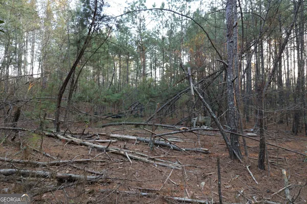 a view of a forest with trees in the background
