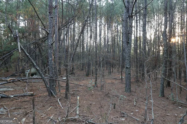 a view of a forest with trees