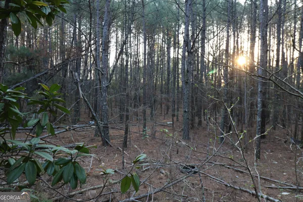 a view of a forest with large trees