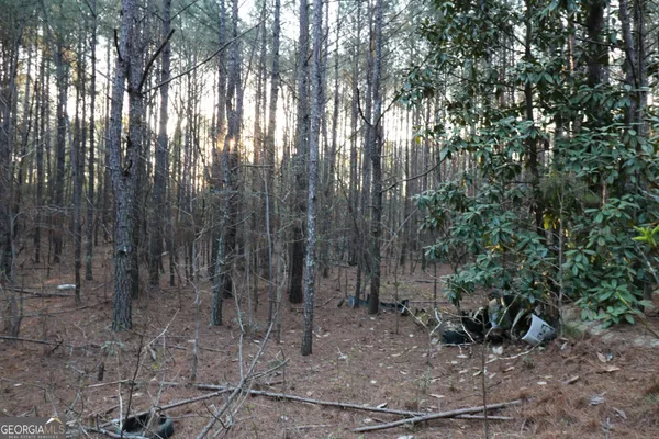 a view of a forest with trees in the background