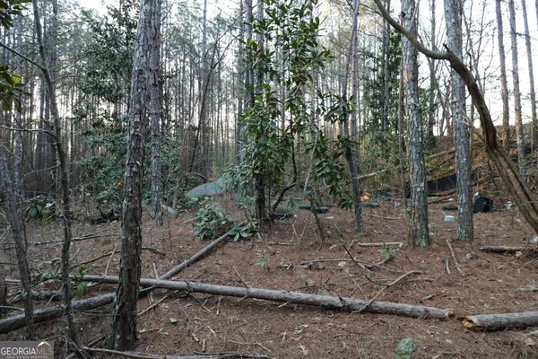 a view of a dry yard with trees