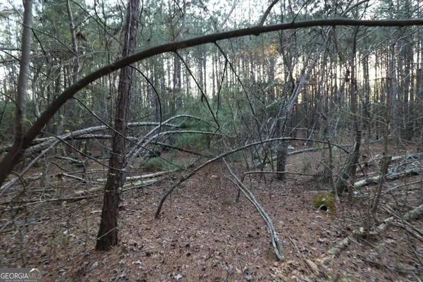 a view of a forest with a tree