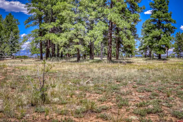 a view of a yard with trees