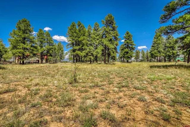 a view of a yard with a tree