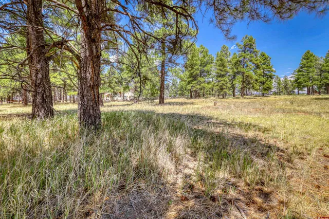 a view of yard with trees