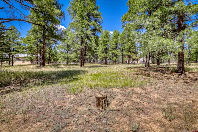a view of a yard with a tree