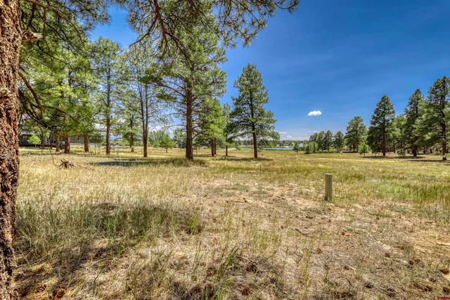 a view of a yard with trees