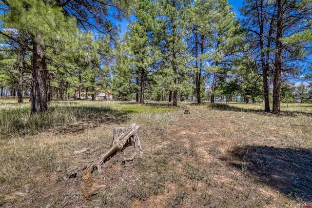 a view of a yard with trees