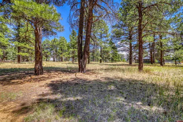 a view of yard with tree