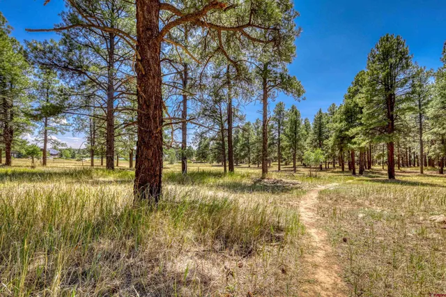 a view of yard with trees