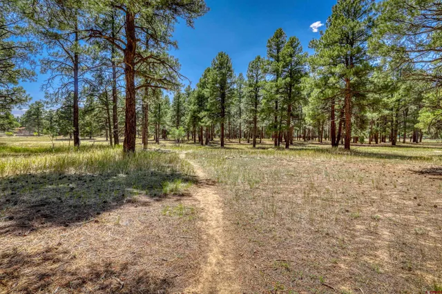 a yard with trees in the background