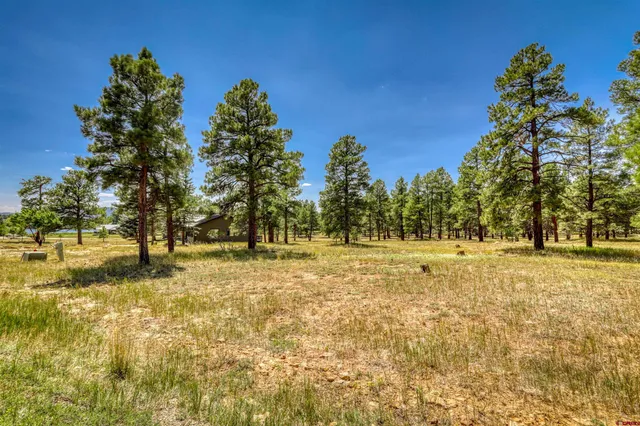 a view of a yard with trees