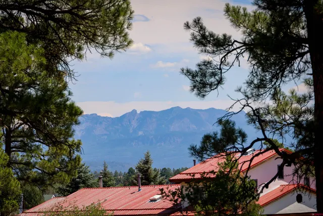 a view of a tree in a field with a tree in the background