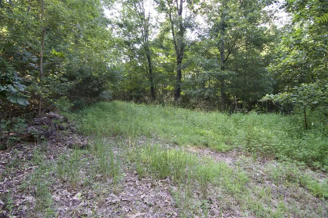 a view of a lush green forest