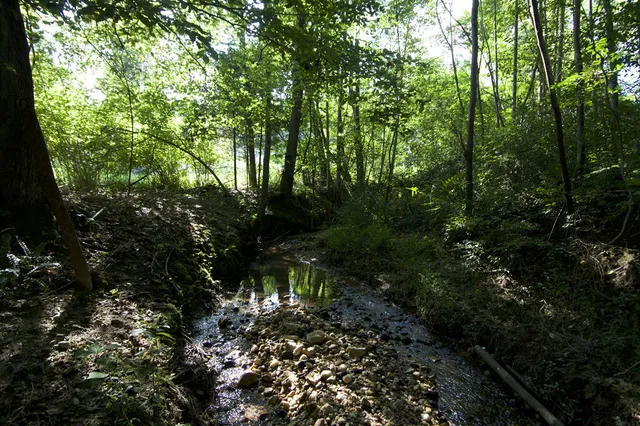a backyard of a house with lots of green space