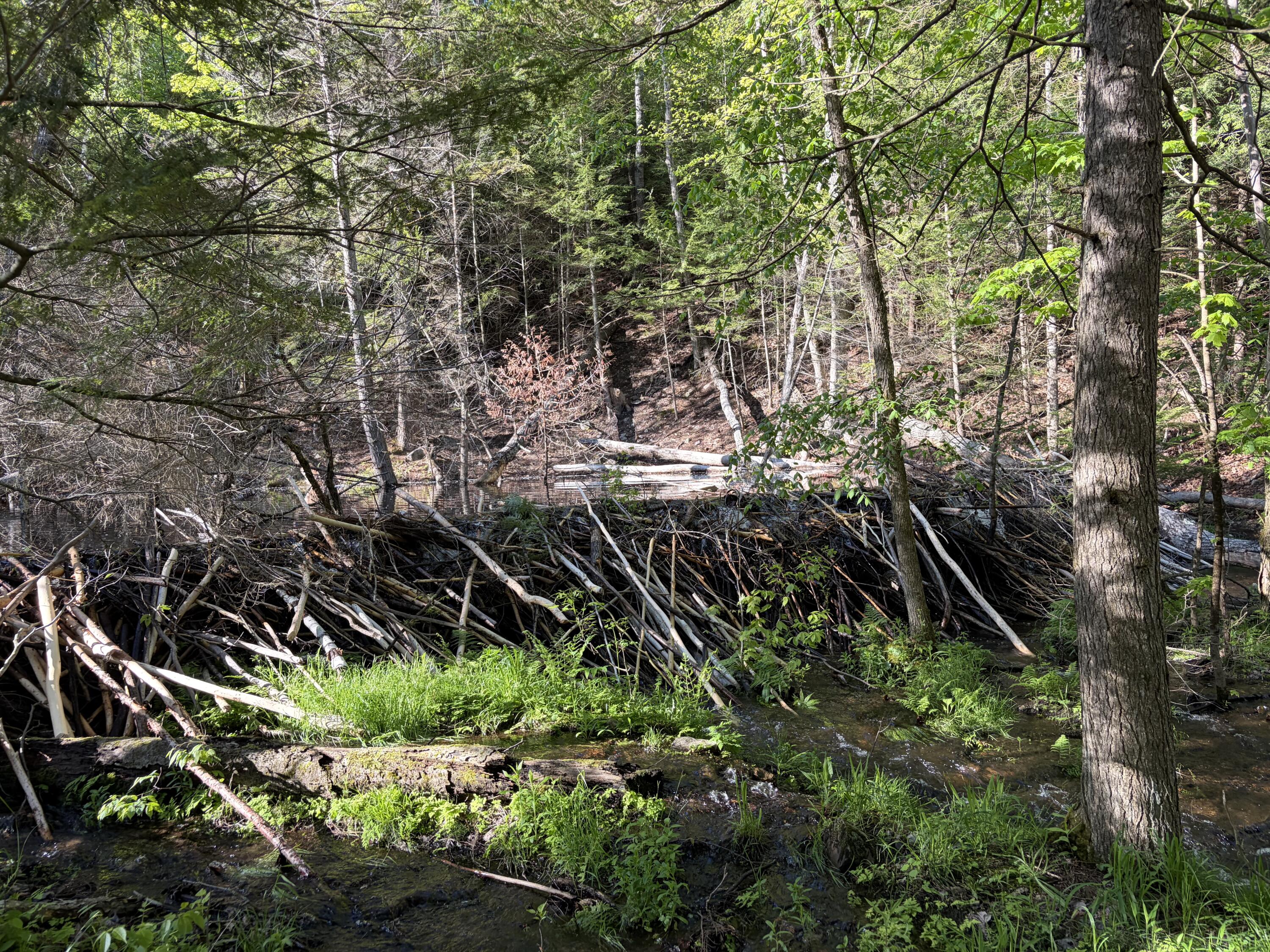 186 Town Line Road Cadyville, NY 12918 - Photo 58 of 60 Beaver Dam