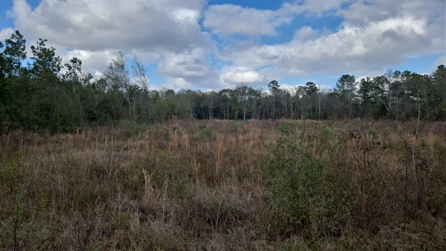 a view of a field of grass and trees