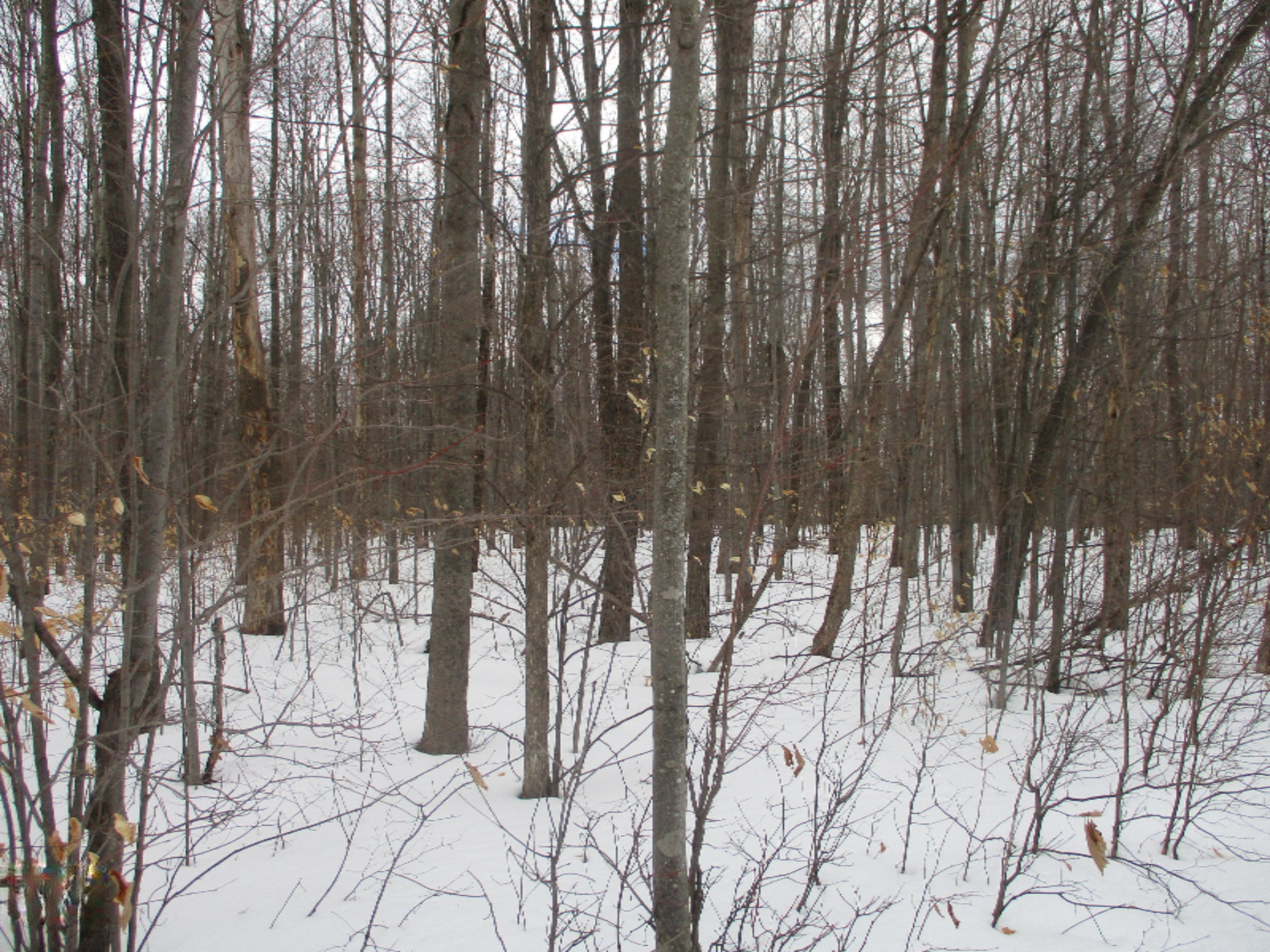 nicely wooded