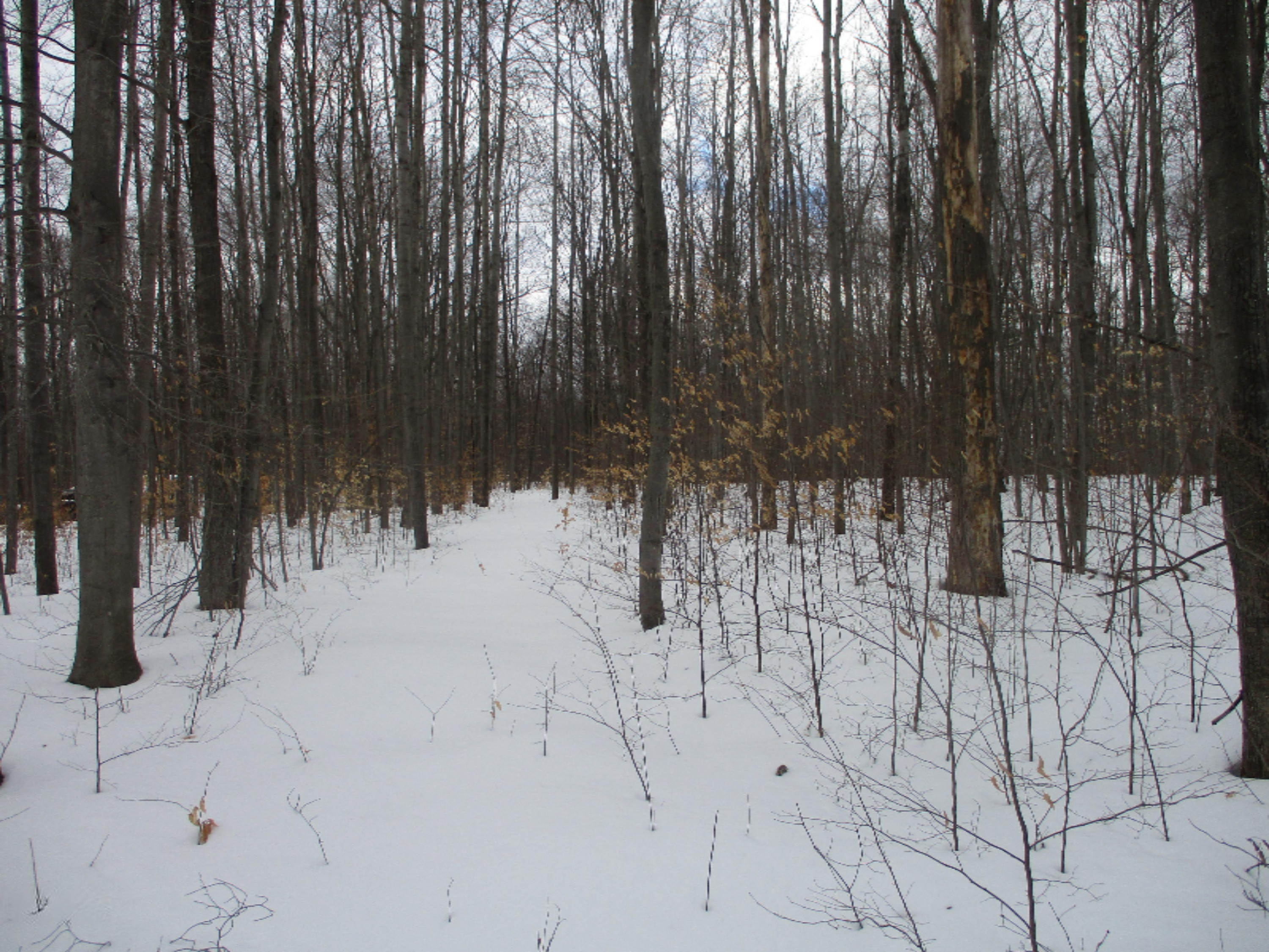 Acorn Ridge Trail, Unit 2 Beulah, MI 49617 - Photo 3 of 8 Old trail on property