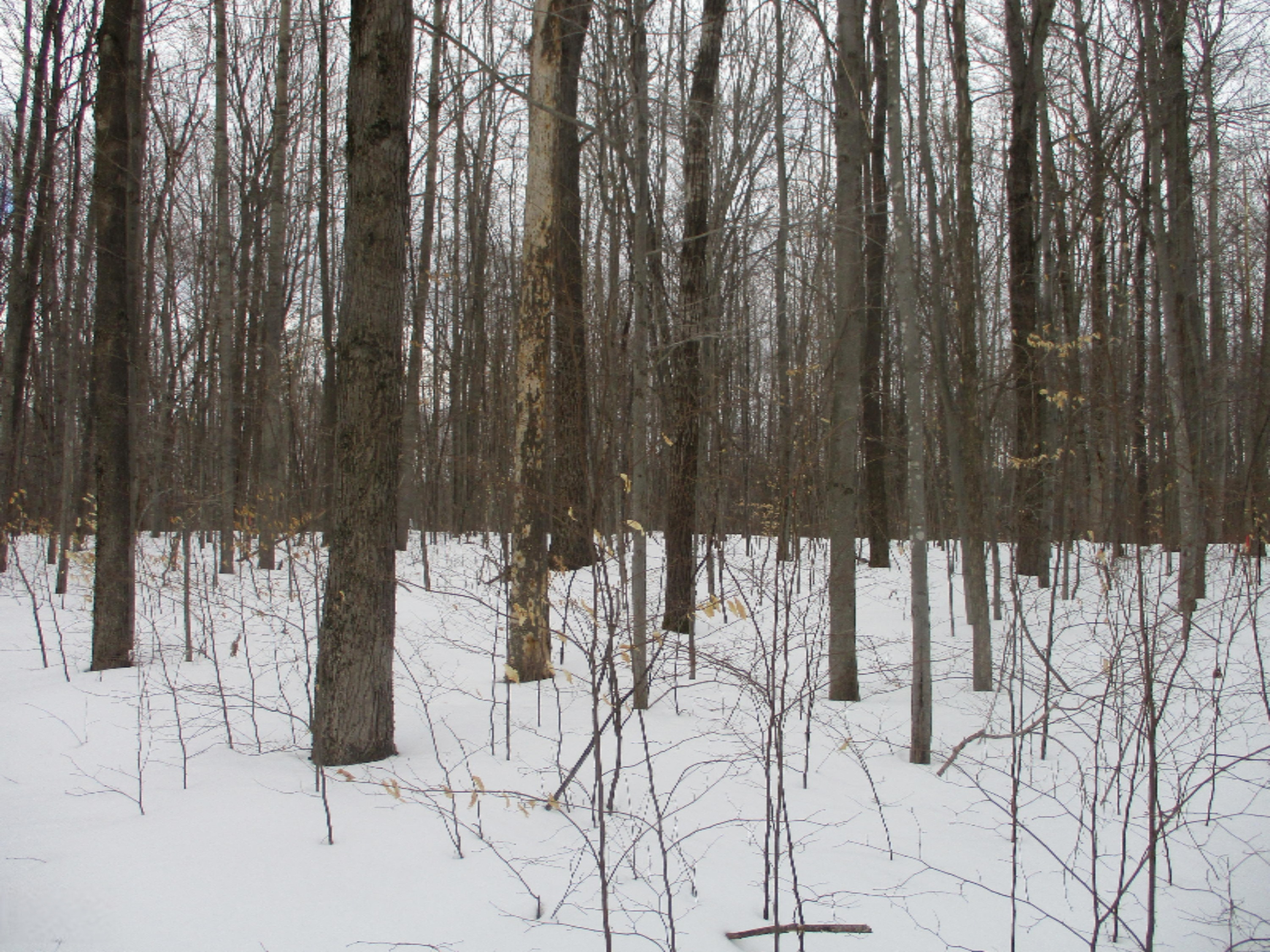 Acorn Ridge Trail, Unit 2 Beulah, MI 49617 - Photo 4 of 8 view from road