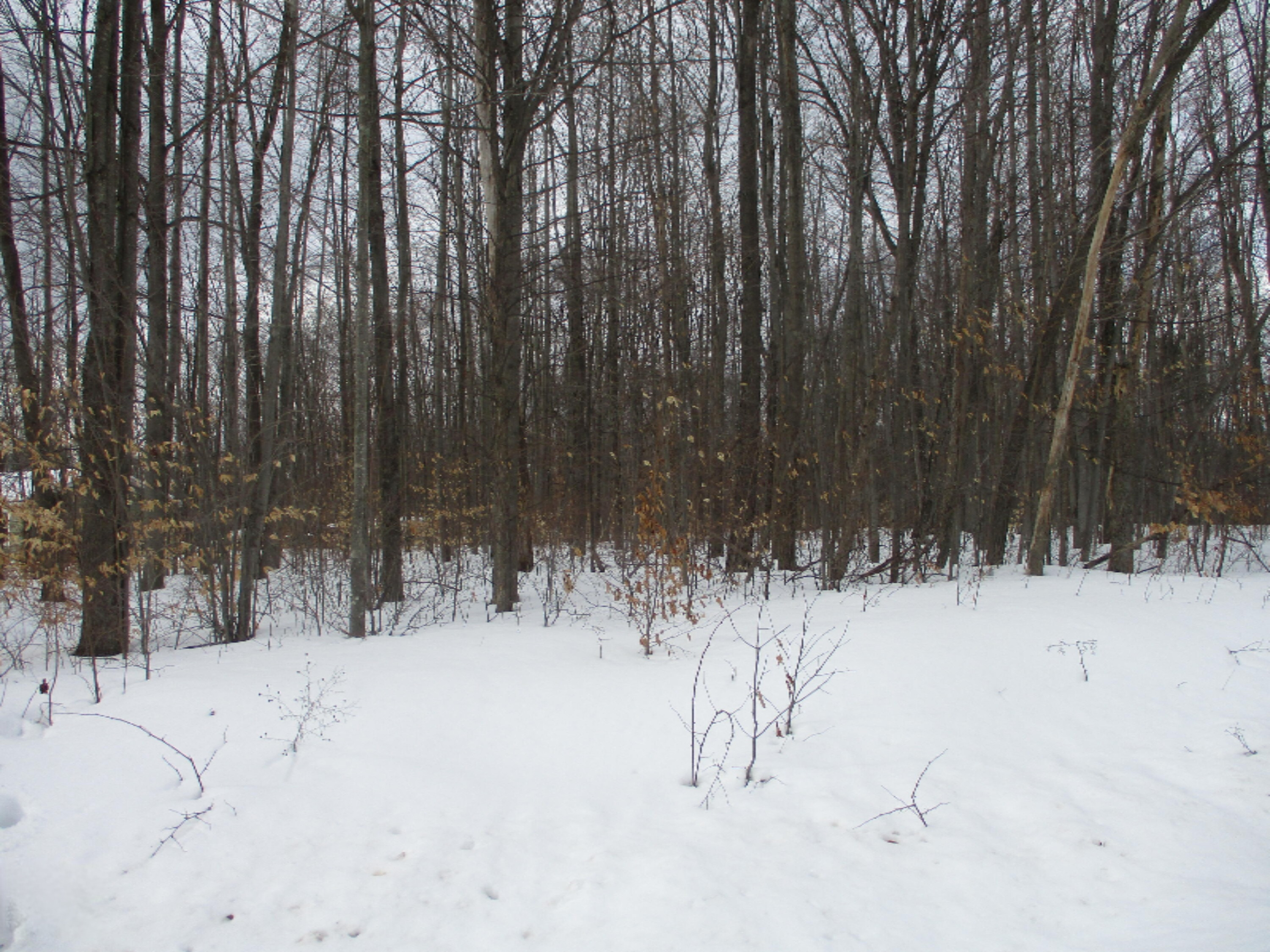 Acorn Ridge Trail, Unit 2 Beulah, MI 49617 - Photo 5 of 8 view from rd