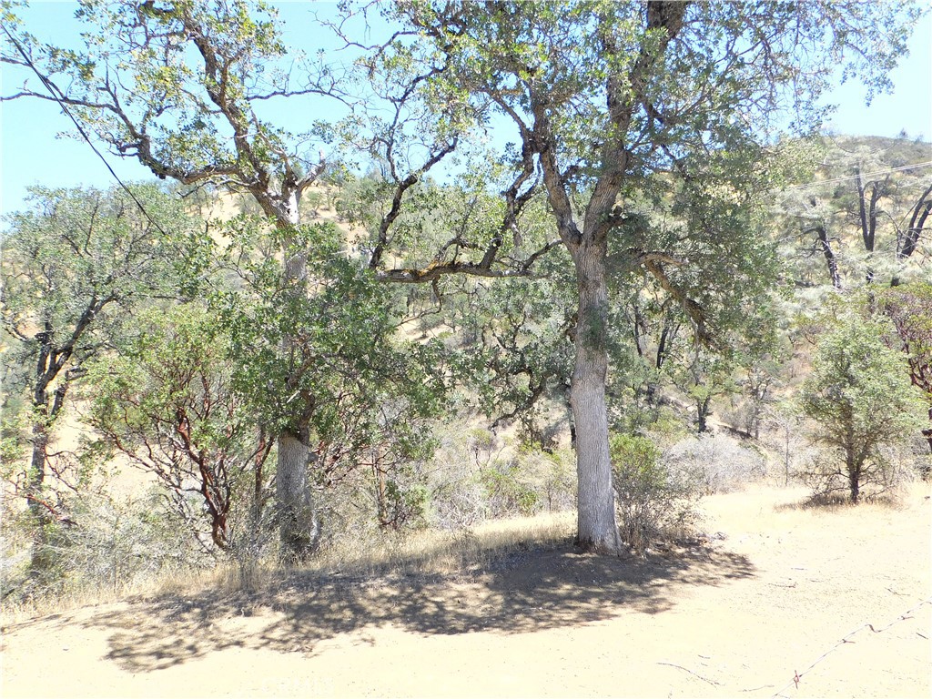 997 Watertrough Road Clearlake Oaks, CA 95423 - Photo 14 of 20 a view of a yard with large tree