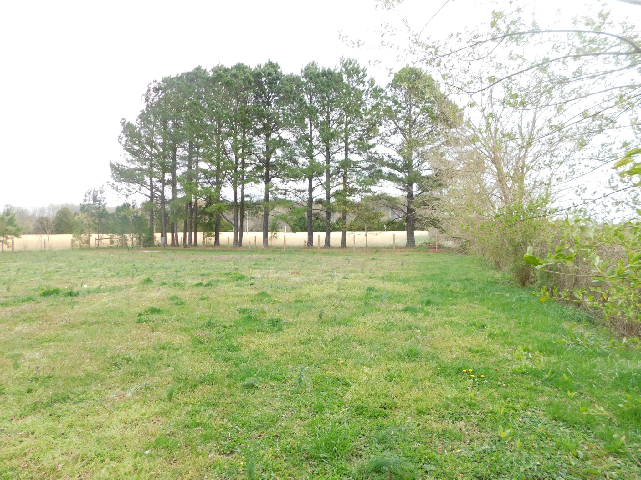 599 Jackson Road Portland, TN 37148 - Photo 39 of 39 a view of outdoor space with trees all around